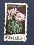 Stamps Germany -  Flor de cactus - Echinopsis