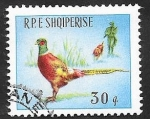 Stamps Albania -  811 - Caza del faisan