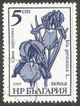 Sellos de Europa - Bulgaria -  Iris Germanica