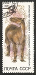 Stamps Russia -  Chalicotherium