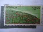 Stamps India -  Scott/India:900 - Cultivo.