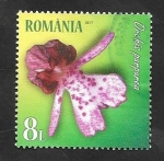 Stamps Romania -  Flor orquídea purpúrea