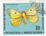 Sellos de Asia - Mongolia -  Mariposa- COLIAS CHRYSOTEME