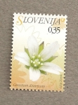 Stamps Slovenia -  Flora eslovena