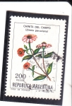 Sellos de America - Argentina -  flores- CHINITA DEL CAMPO