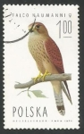 Sellos de Europa - Polonia -  Lesser Kestrel (Falco naumanni), Female