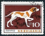 Sellos del Mundo : Europe : Bulgaria : Pointer (Canis lupus familiaris) (1964)