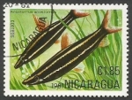 Sellos de America - Nicaragua -  Striped Anostomus (Anostomus anostomus) (1981)