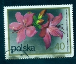 Stamps Poland -  Rosas japonesas