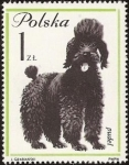 Stamps Poland -  French Poodle