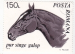 Stamps Romania -  CABALLO- PURA SANGRE GALOP