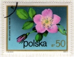 Sellos de Europa - Polonia -  251 Rosa pendulina