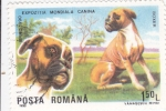 Sellos de Europa - Rumania -  PERRO DE RAZA- BOXER