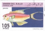 Stamps Morocco -  peces- callanthias ruber