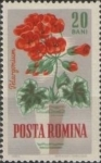 Sellos de Europa - Rumania -  Flores de Jardín, Geranio de manzana (Pelargonium odoratissimum)