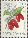 Stamps Romania -  Frutos del Bosque, Cornel europeo (Cornus mas) y araña