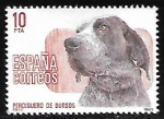 Stamps Spain -  Perros de raza española  - Perdiguero de Burgos