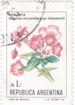 Stamps Argentina -  FLORES- BEGONIA 