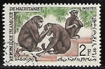 Sellos de Africa - Mauritania -  Simios