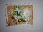 Sellos de Europa - Polonia -  Flora