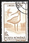 Sellos de Europa - Rumania -  Limosa limosa