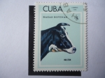 Sellos de America - Cuba -  Holstein (Bos primigenius taurus) Razas Bovinas.