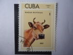 Sellos de America - Cuba -  Jersey - Razas Bovinas.