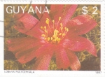 Sellos del Mundo : America : Guyana : FLORES- LOBIVIA POLYCEPHALA