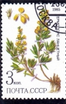 Stamps Russia -  FLORES-