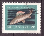 Stamps Poland -  serie- Peces