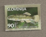 Sellos del Mundo : Europe : Slovenia : Pez Umbra krameri