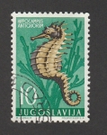 Sellos de Europa - Yugoslavia -  Caballito de mar