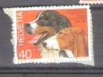 Sellos de Europa - Suiza -  Perros Y1186