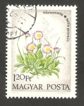 Stamps Hungary -  2325 - Flor paquerette