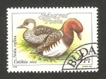 Stamps Hungary -  3175 - Pato netta rufina