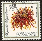 Stamps Poland -  Flores - Crisantemo