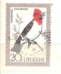 Stamps Uruguay -  cardenal colorado RESERVADO