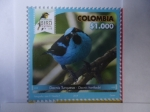 Sellos de America - Colombia -  Dacnis Turquesa - Dacnis Hartlaubi. Risaralda Bird Festival 2018.