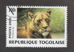 Sellos de Africa - Togo -  Panthera leo