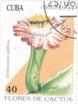 Sellos de America - Cuba -  flores de captus 