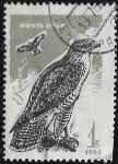 Stamps : Europe : Russia :  Águila ratonera (Buteo buteo)  1965  1 kopek