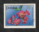 Sellos de Europa - Polonia -  2061 - Flor, Chaenomeles lagenaria