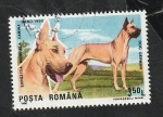 Stamps Romania -  3874 - Dogo alemán. perro de raza