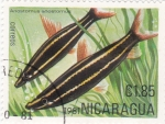 Sellos de America - Nicaragua -  PECES- ANOSTOTOMUS