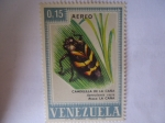 Stamps Venezuela -  Candelilla de la Caña - Aeneolamia varia - Ataca: La Caña.