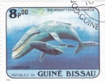 Sellos del Mundo : Africa : Guinea_Bissau : balaenoptera  musculus