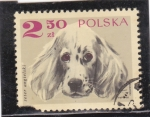 Sellos de Europa - Polonia -  PERRO