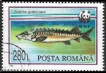 Stamps Romania -  Peces - Acipenser güldenstaedti