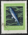 Sellos de Europa - Polonia -  Peces - Salmo salar