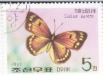 Sellos de Asia - Corea del norte -  Mariposa-Colias aurora